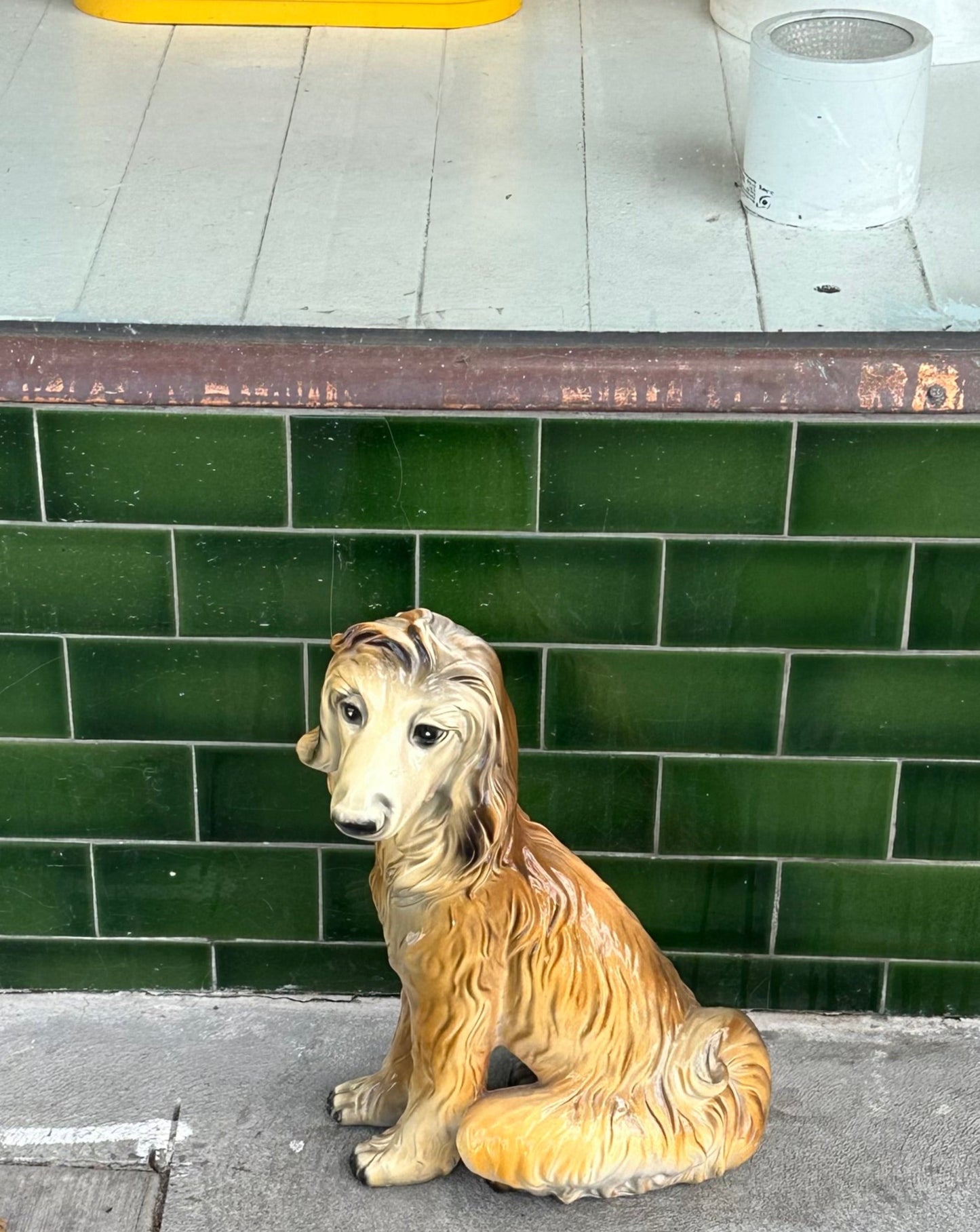 Afghan Hound