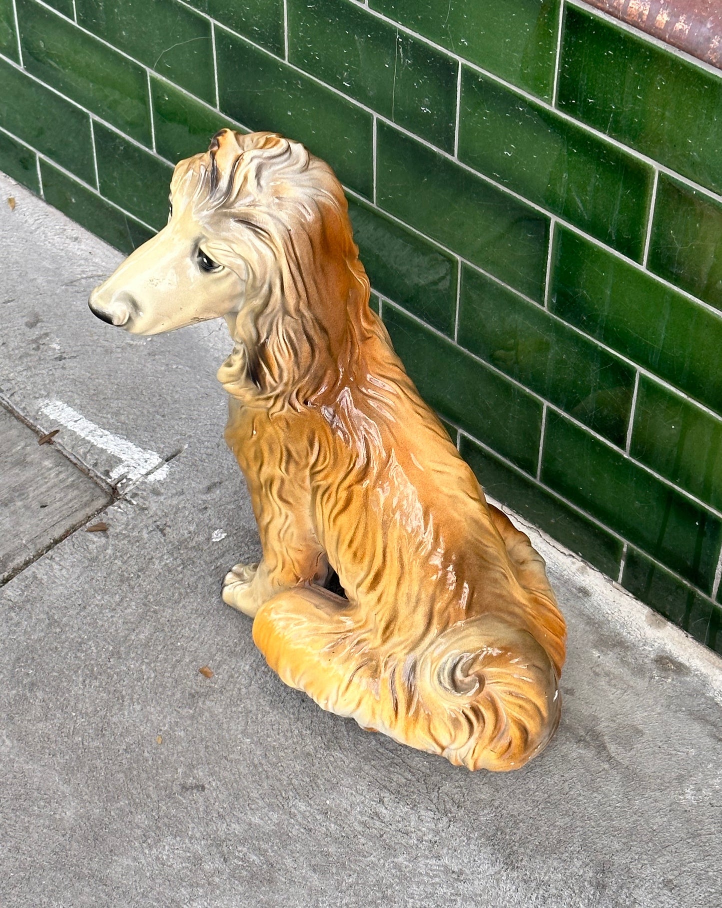 Afghan Hound
