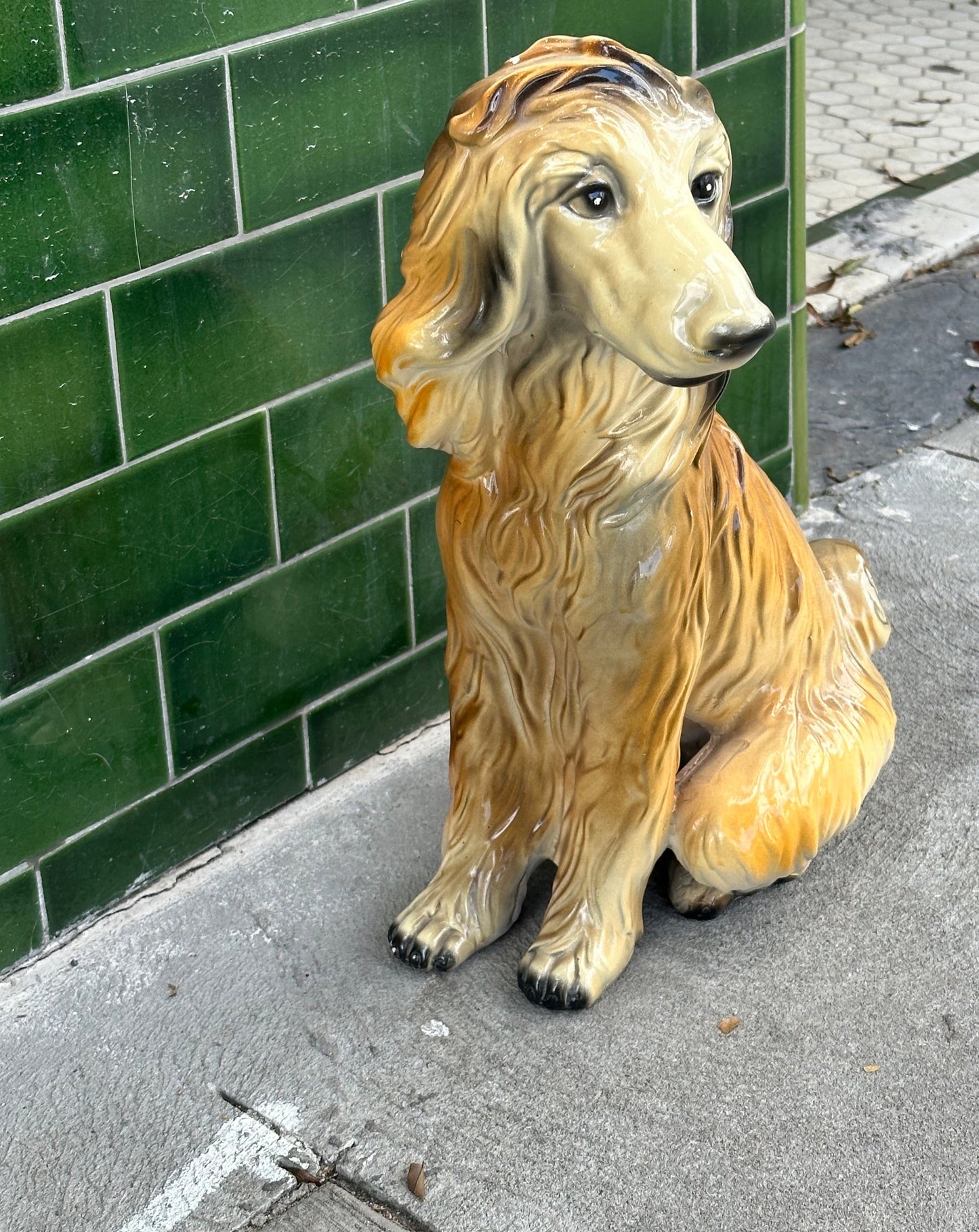 Afghan Hound