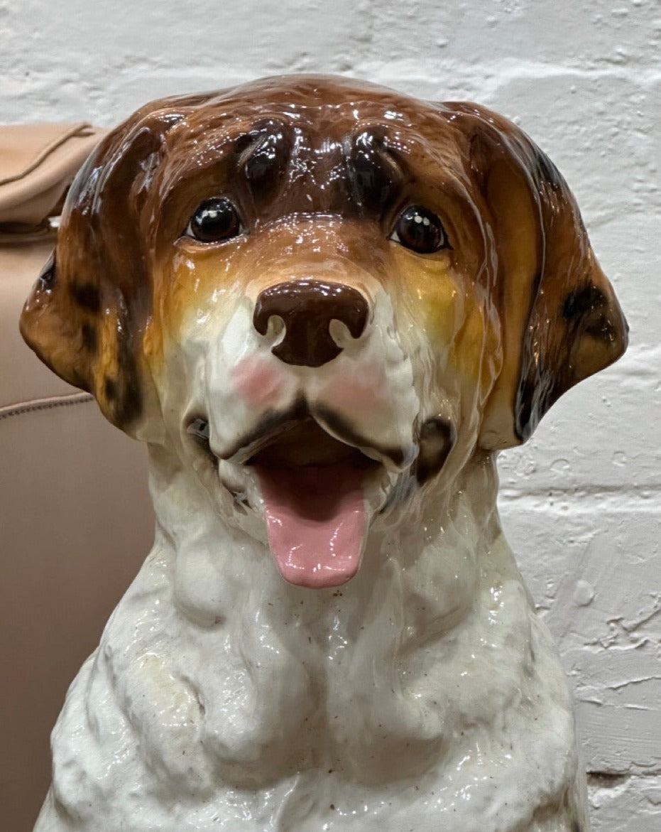 Saint Bernard Dog